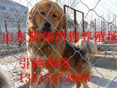 貴州六盤水養狗場聯系方式_農副產品_世界工廠網